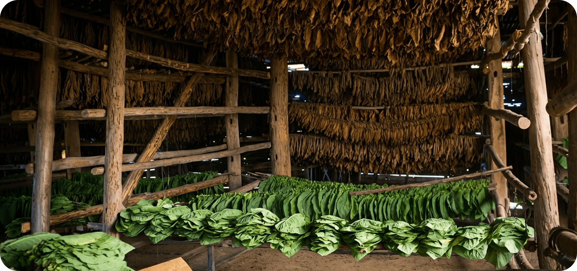Fermentation, aging and harvest