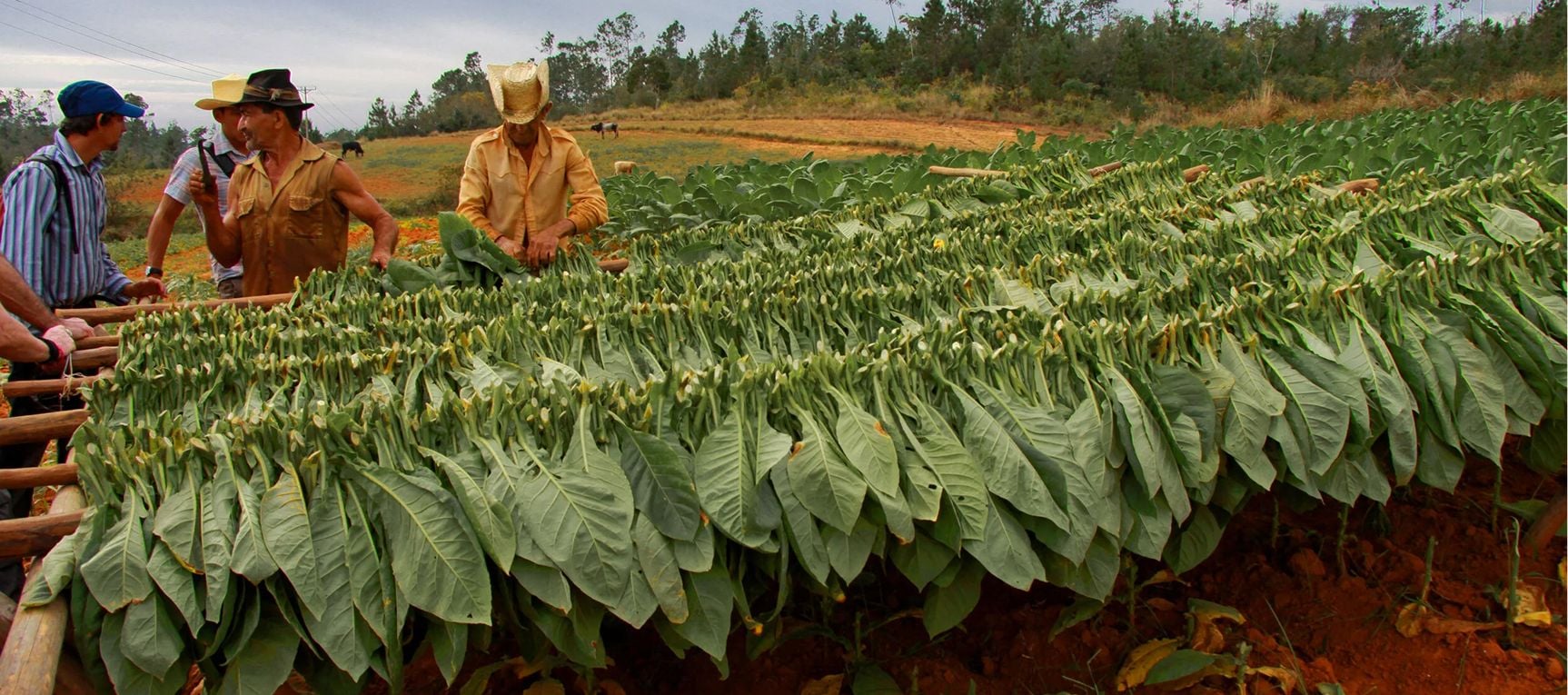 Cuban tobacco fields or Cuban cigar with band